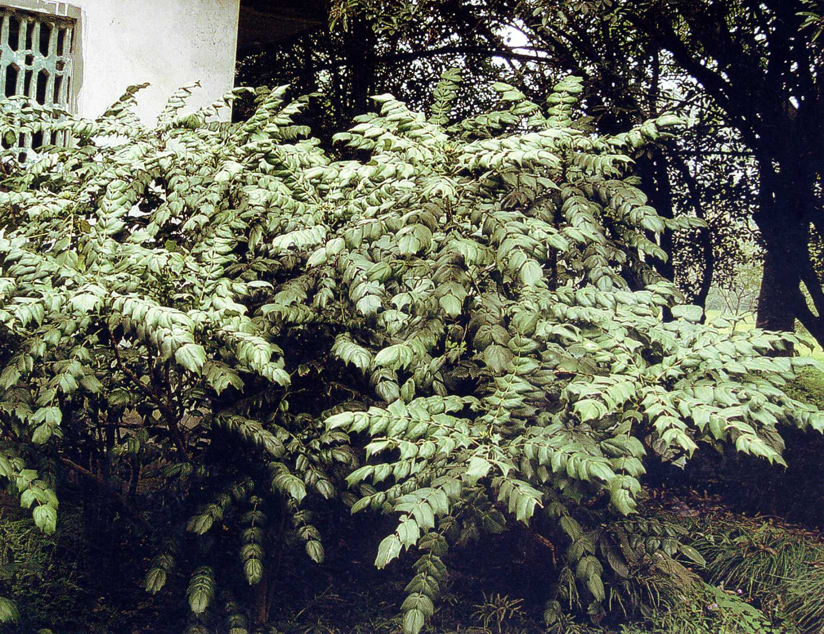 植株全貌