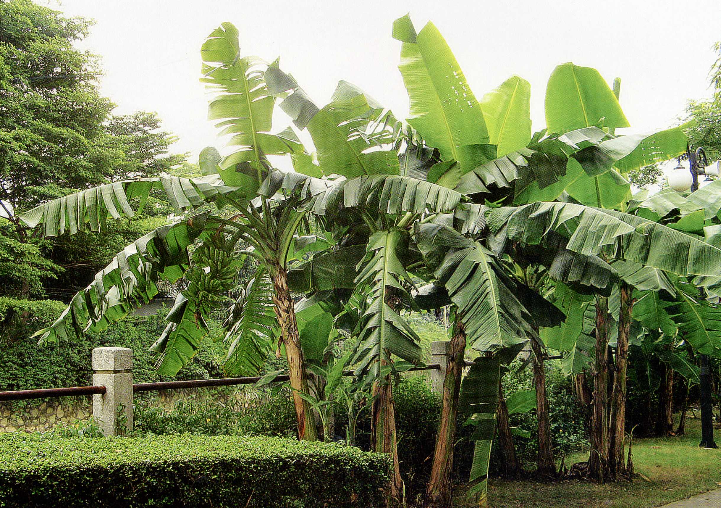 植株全貌