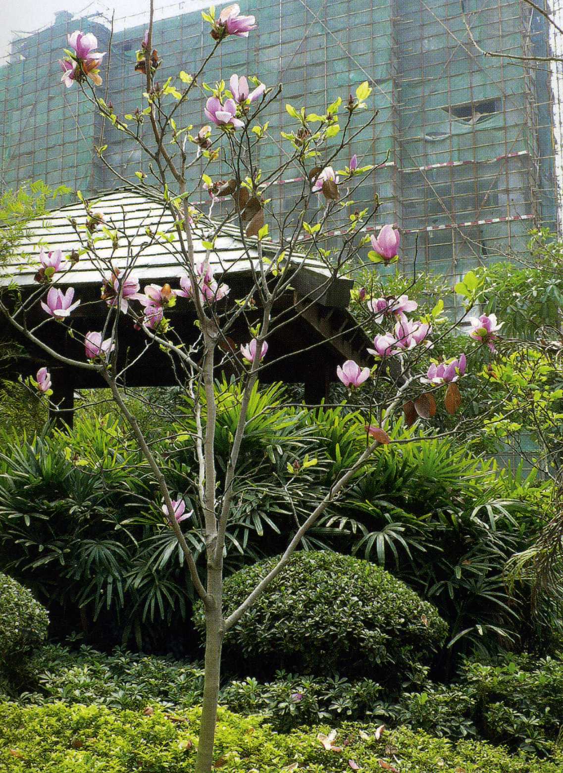 植株全貌（一）