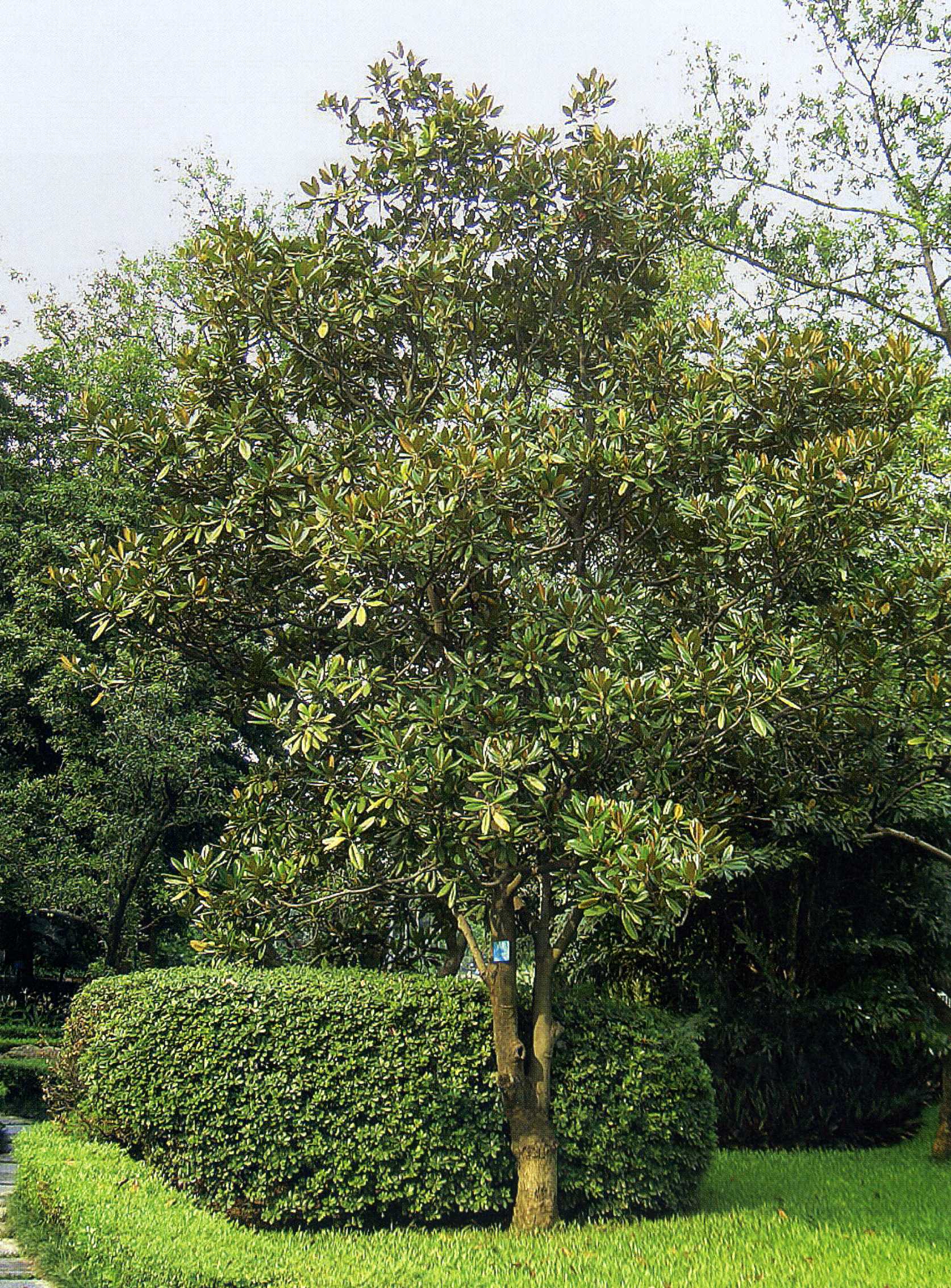 植株全貌