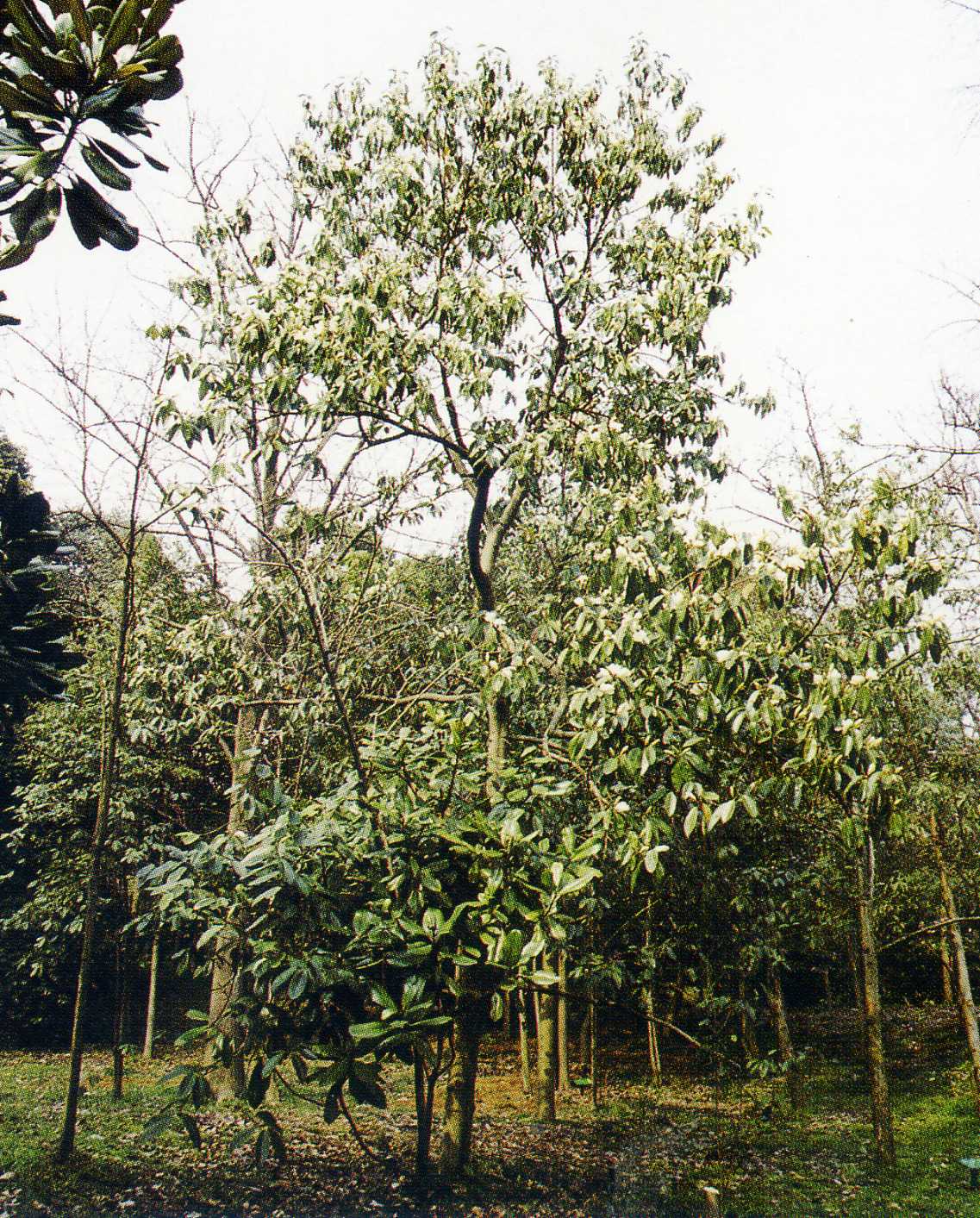 植株全貌