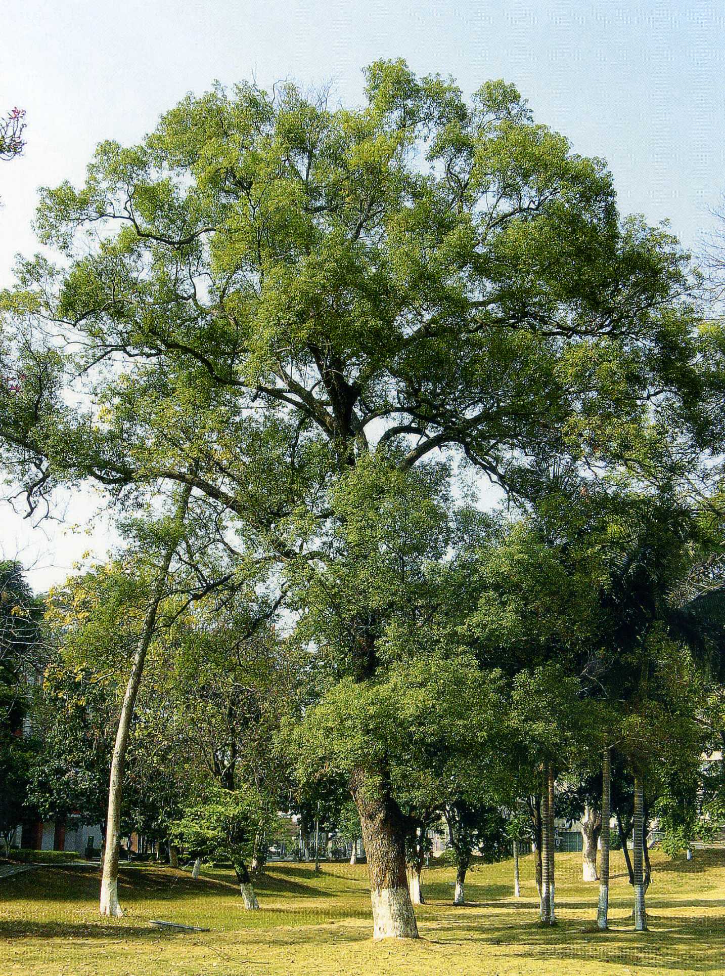 植株全貌