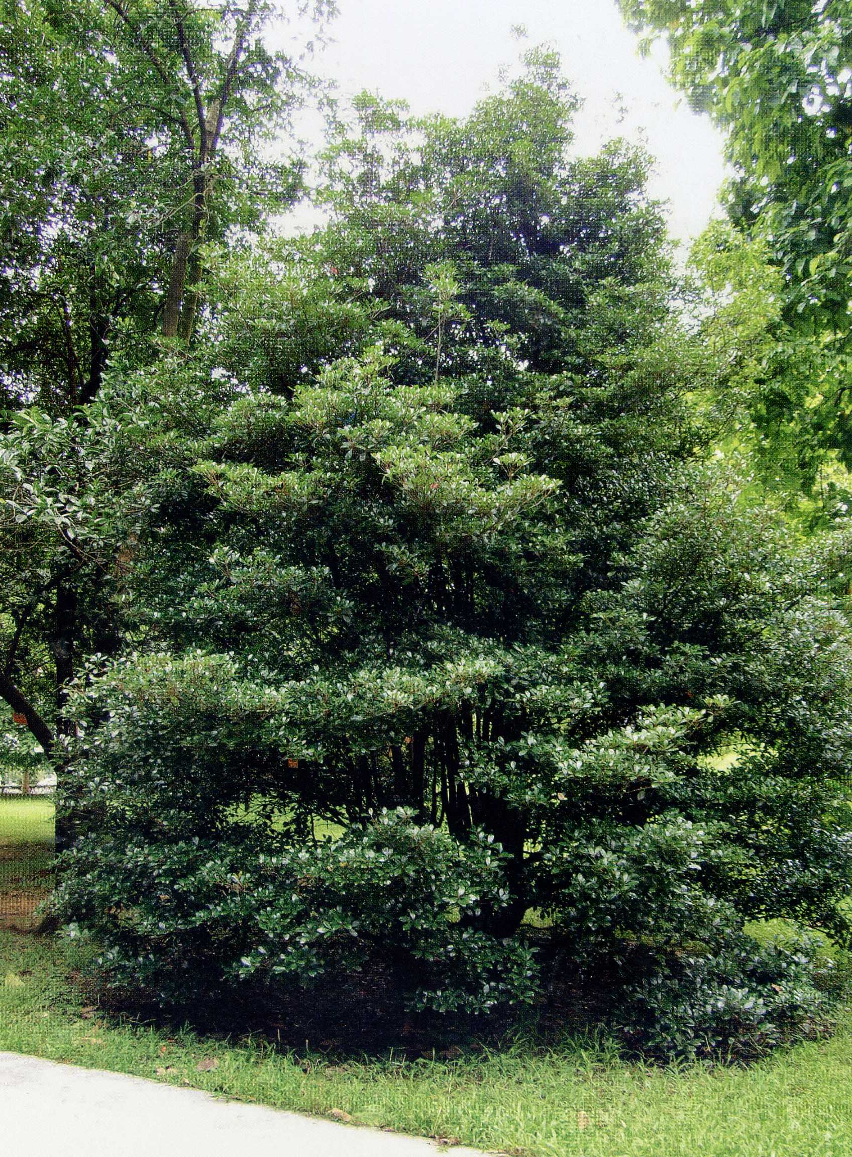 植株全貌