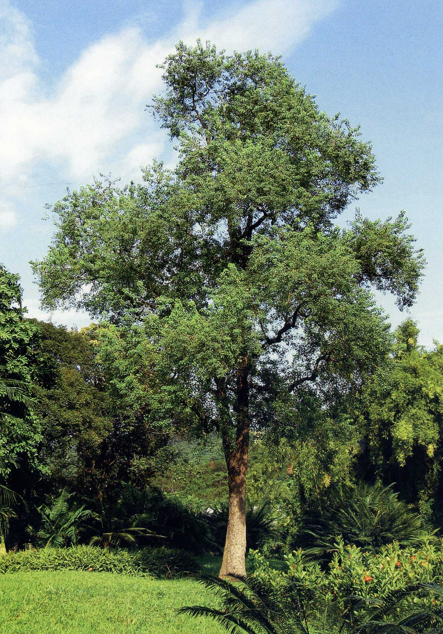 植株全貌