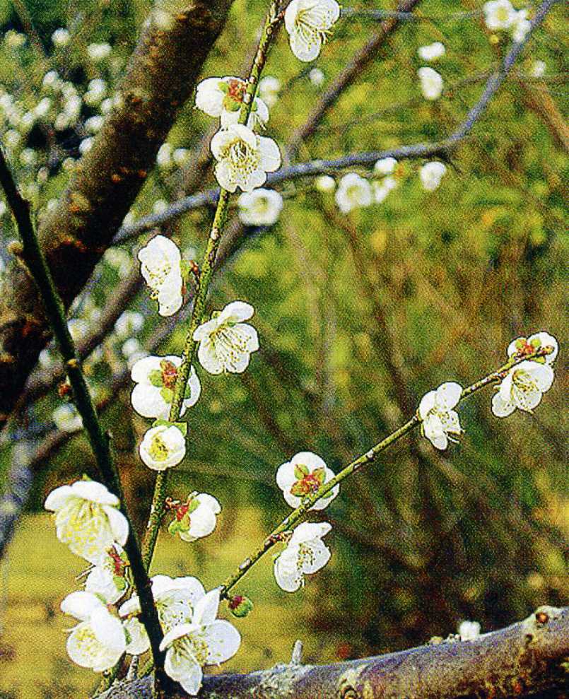 枝干与花序