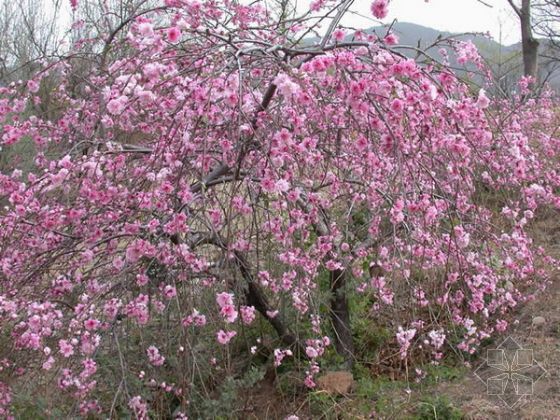 植株全貌