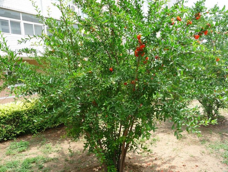 植株全貌