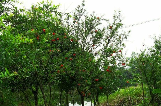 植株全貌