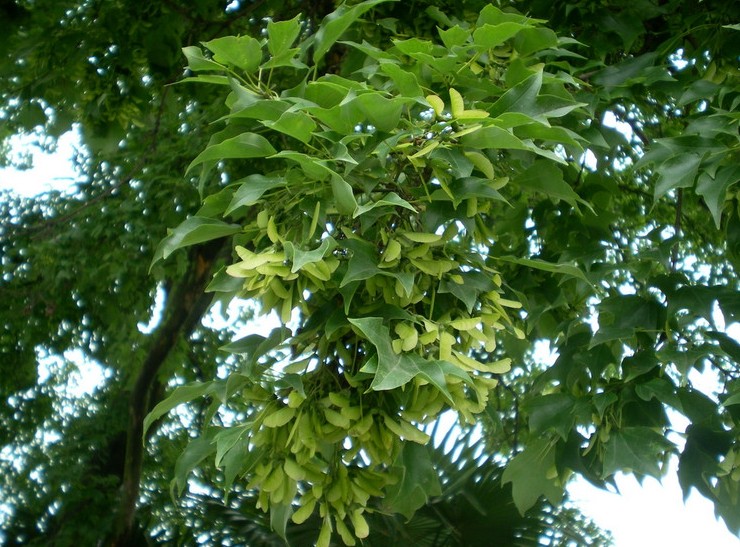 植株局部