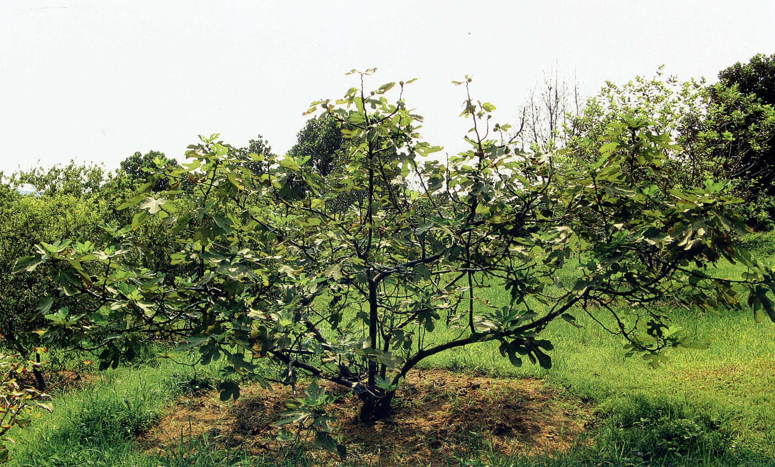 植株全貌