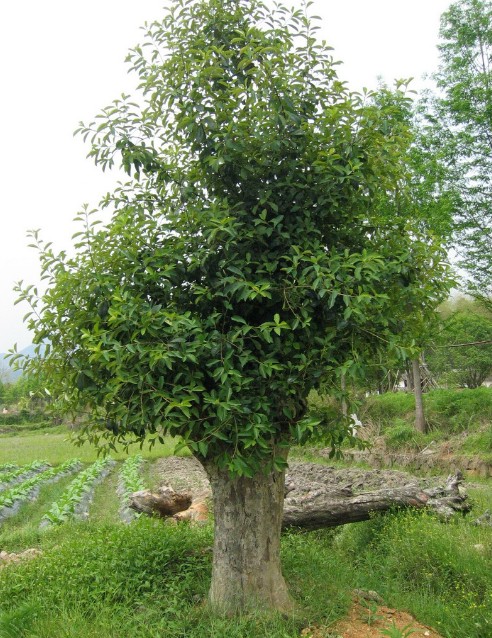 植株全貌