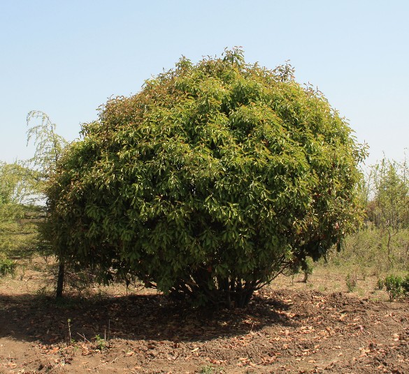 植株全貌