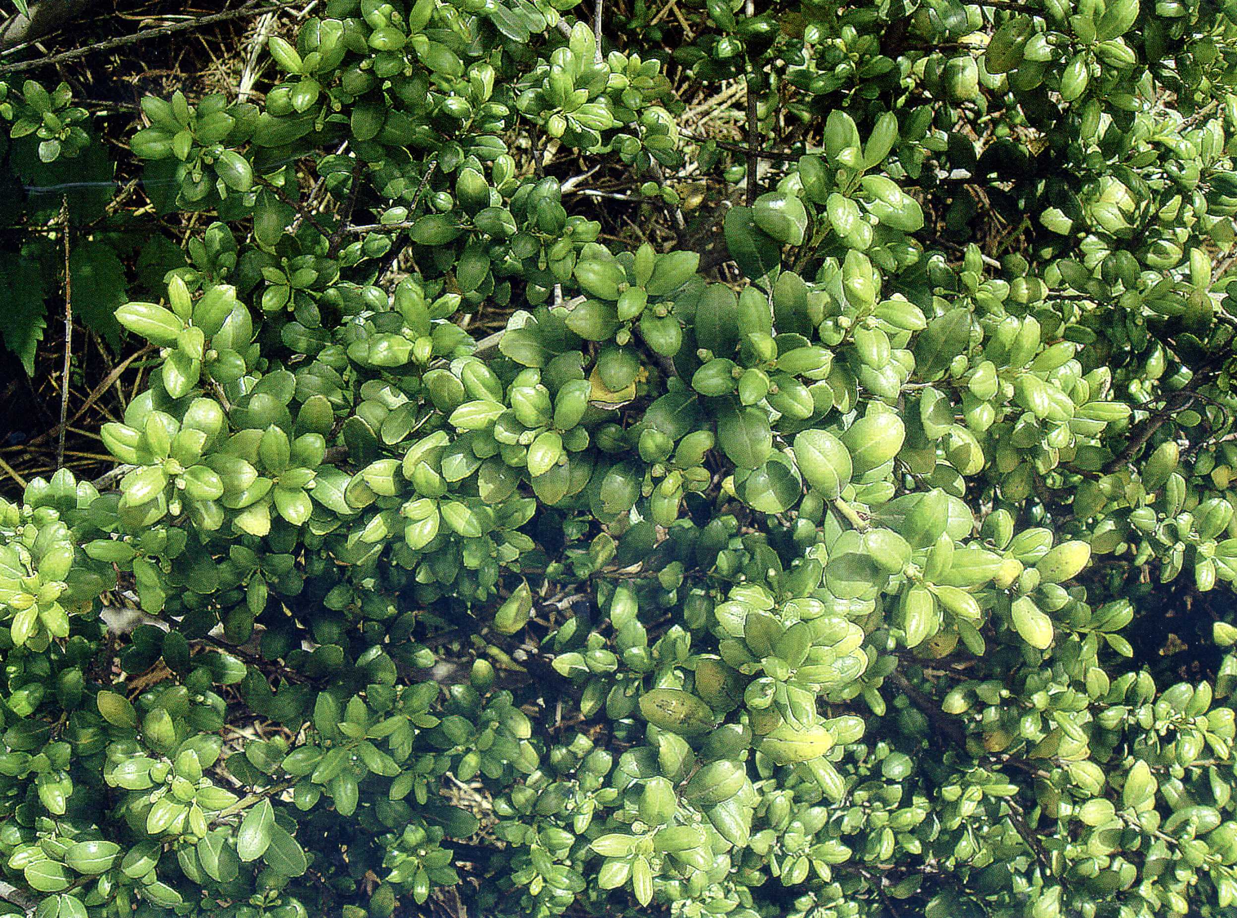 植株全貌