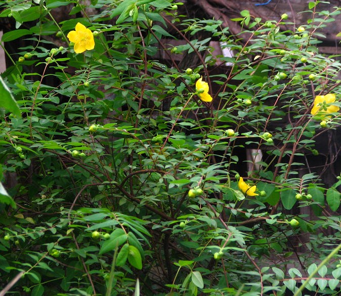 植株全貌