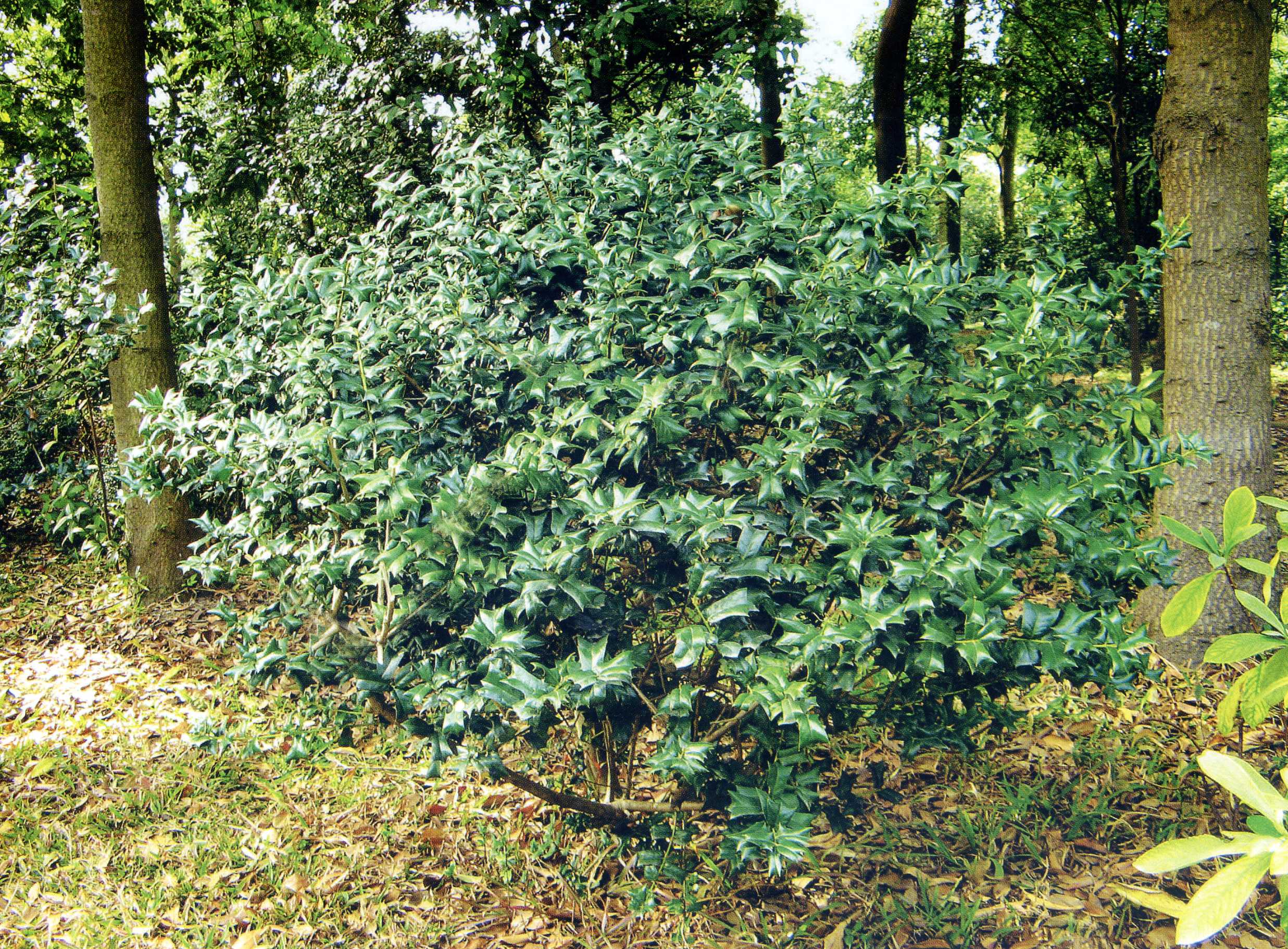 植株全貌