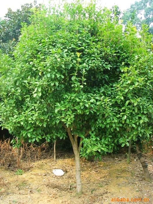 植株全貌