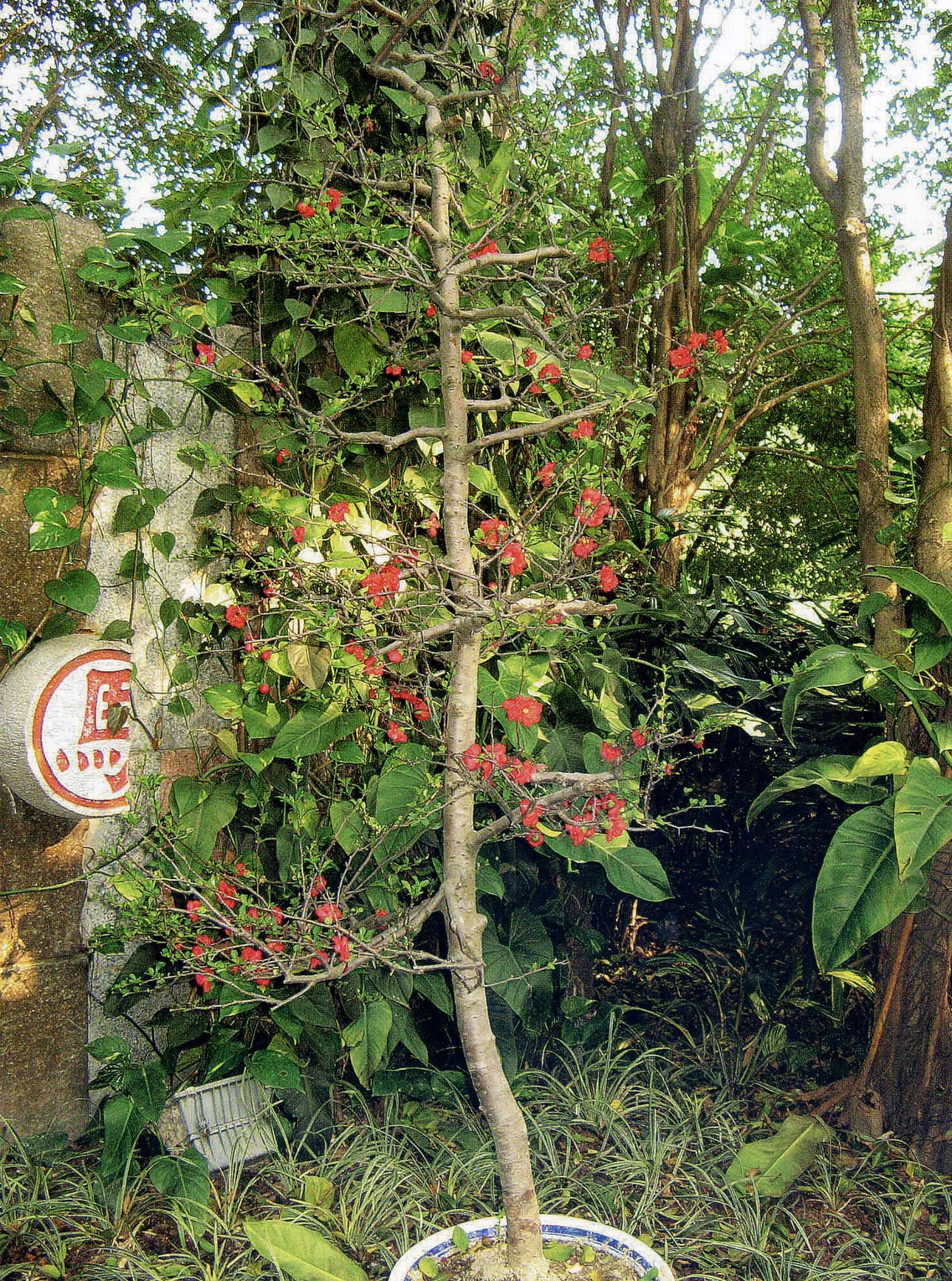 植株全貌