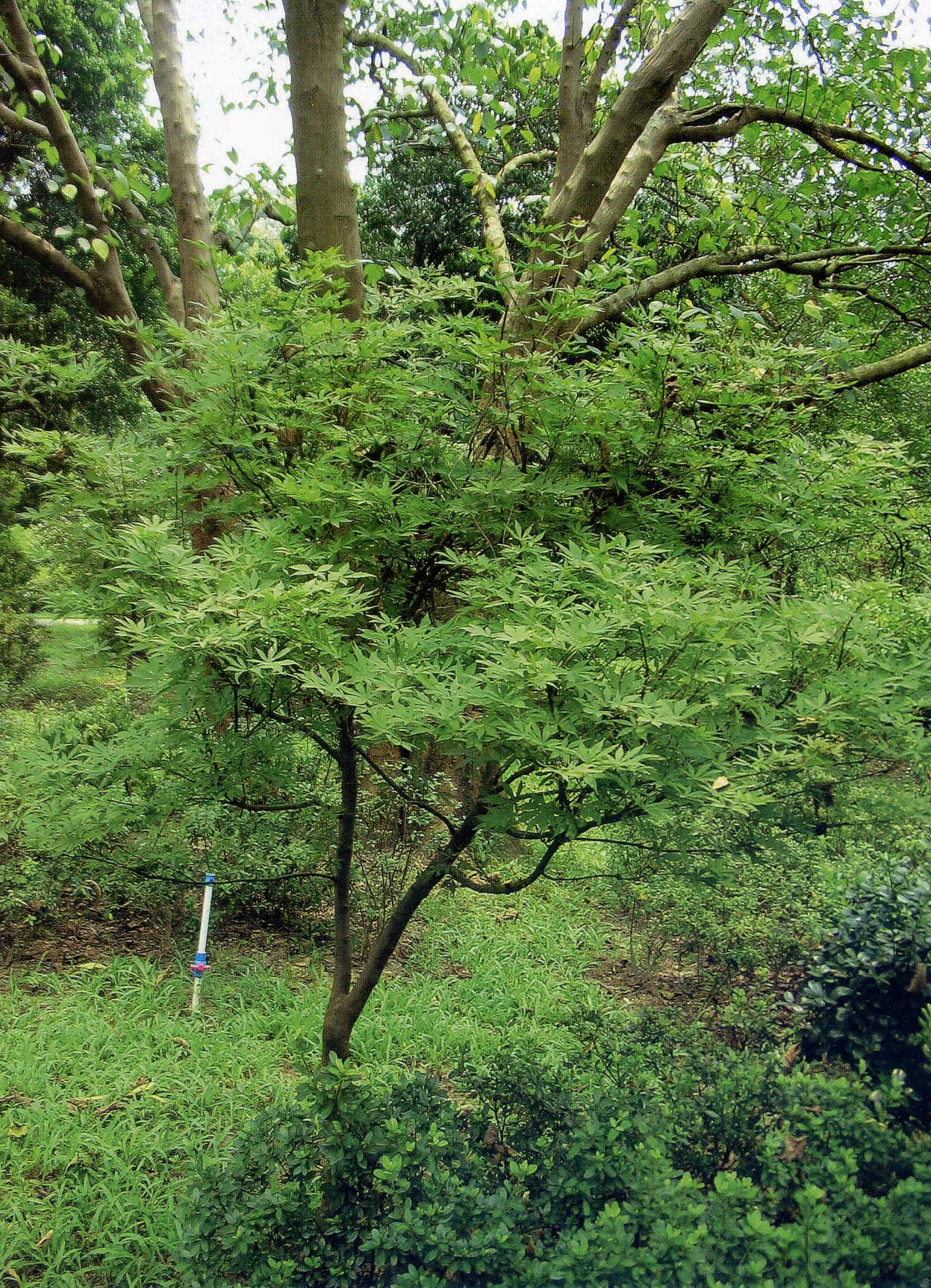 植株全貌