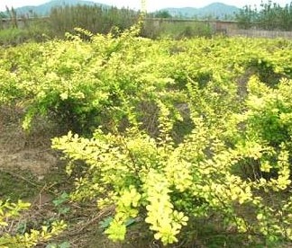 植株全貌