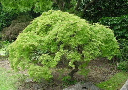 植株全貌