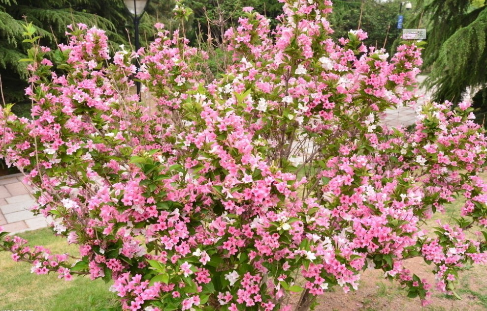 植株全貌