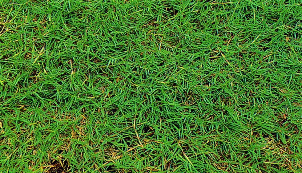 植株全貌