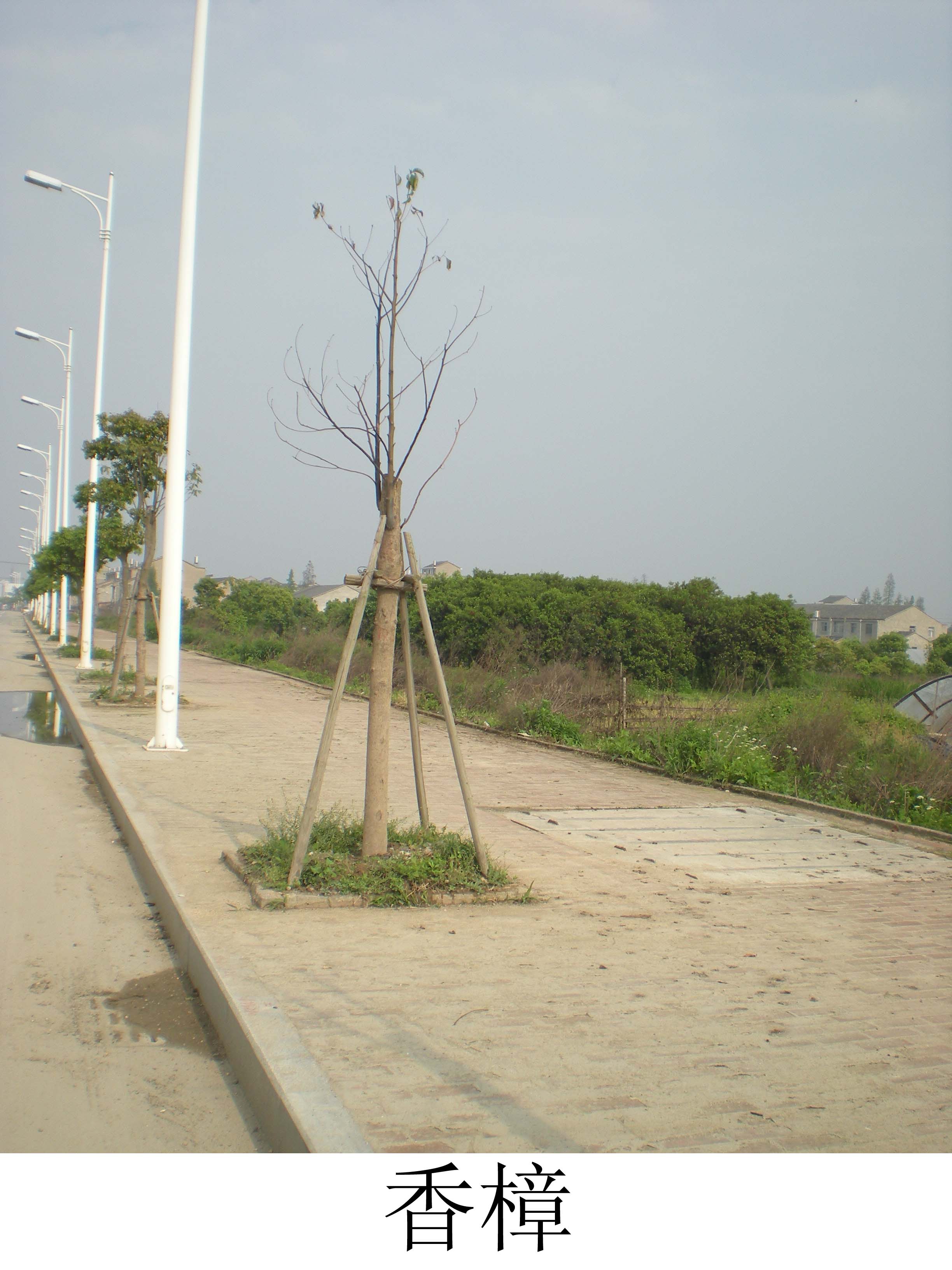 植株全貌