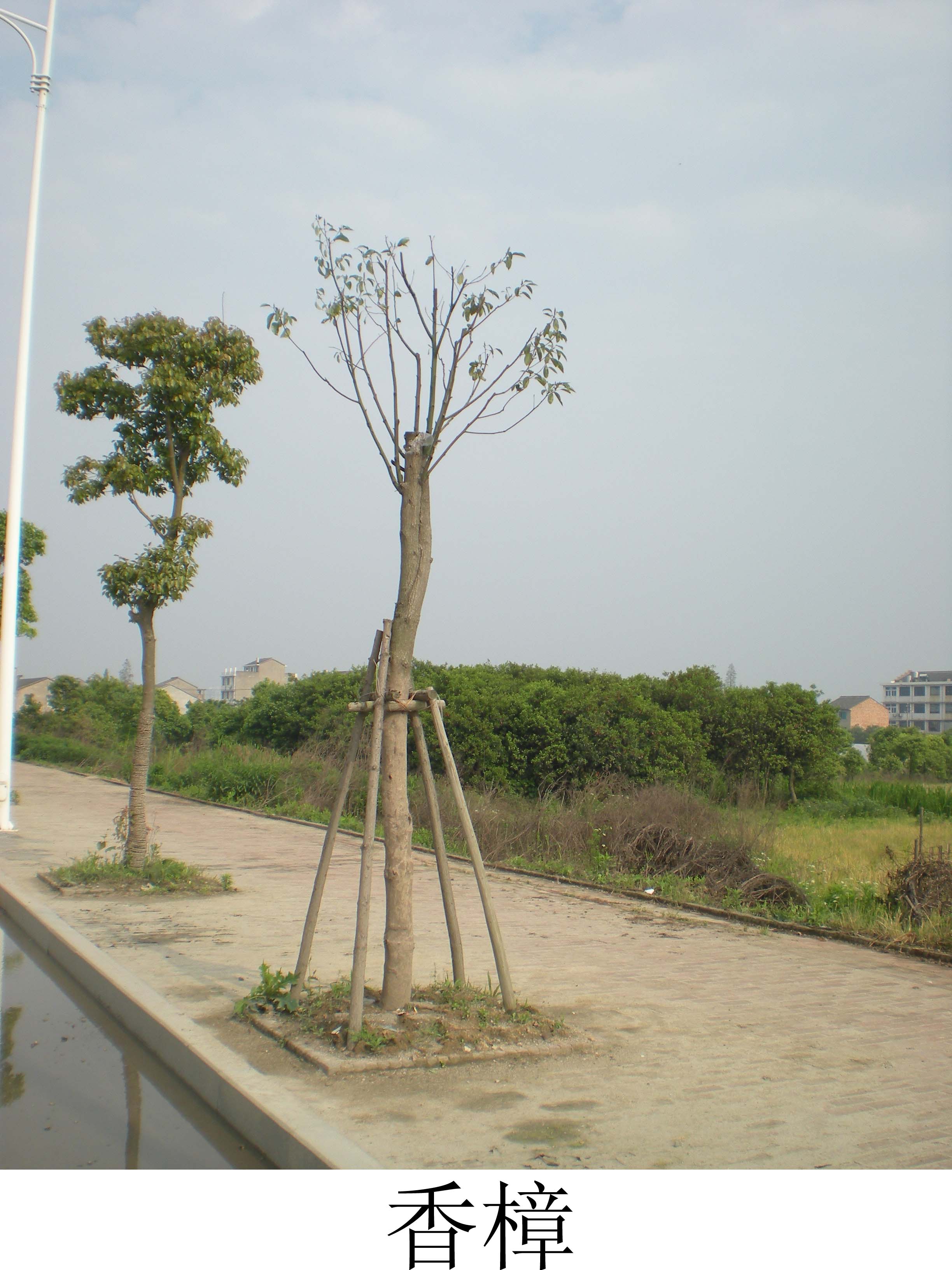 植株全貌